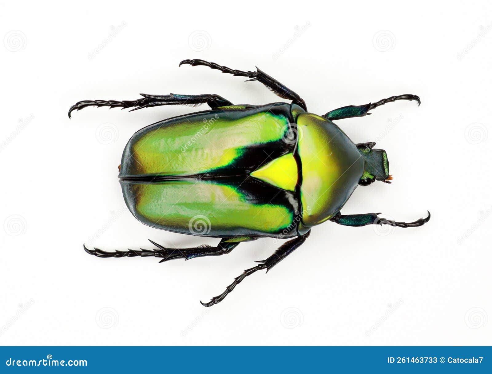 green beetle  on white, rhomborrhina resplendens macro close up, collection beetles, cetoniidae