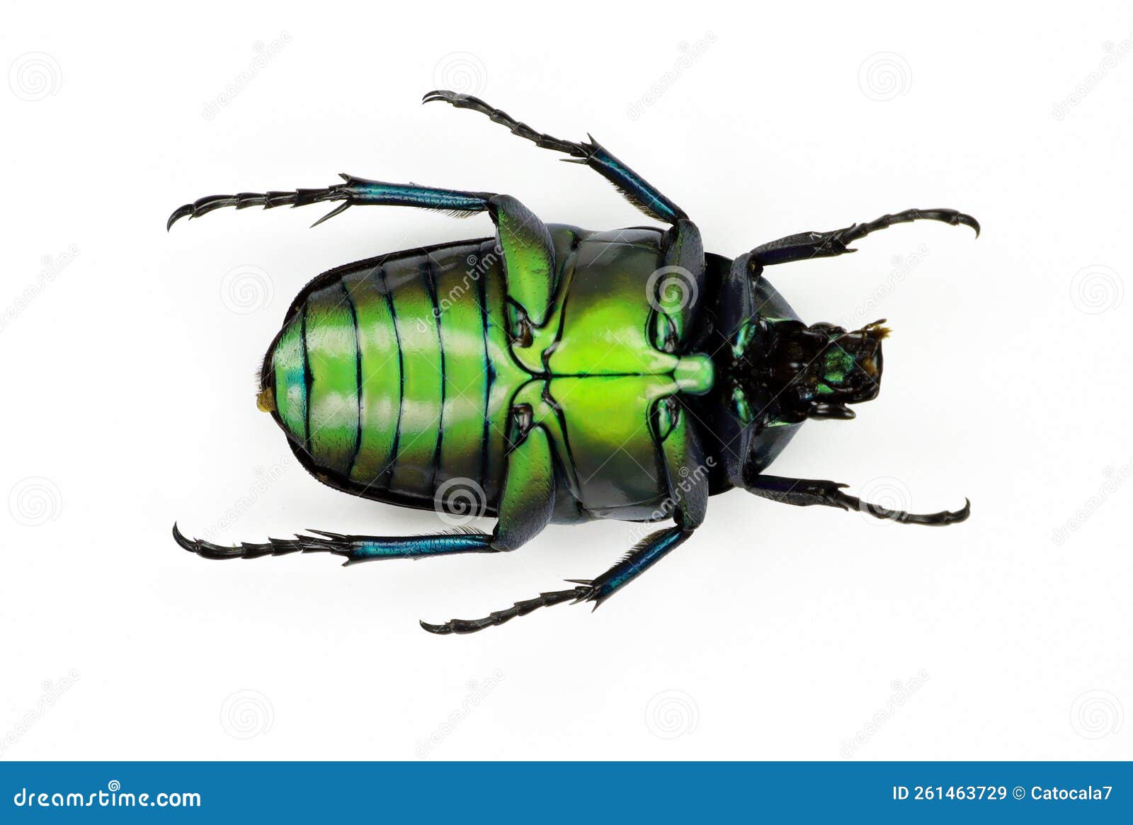 green beetle  on white, rhomborrhina resplendens upside macro close up, collection beetles