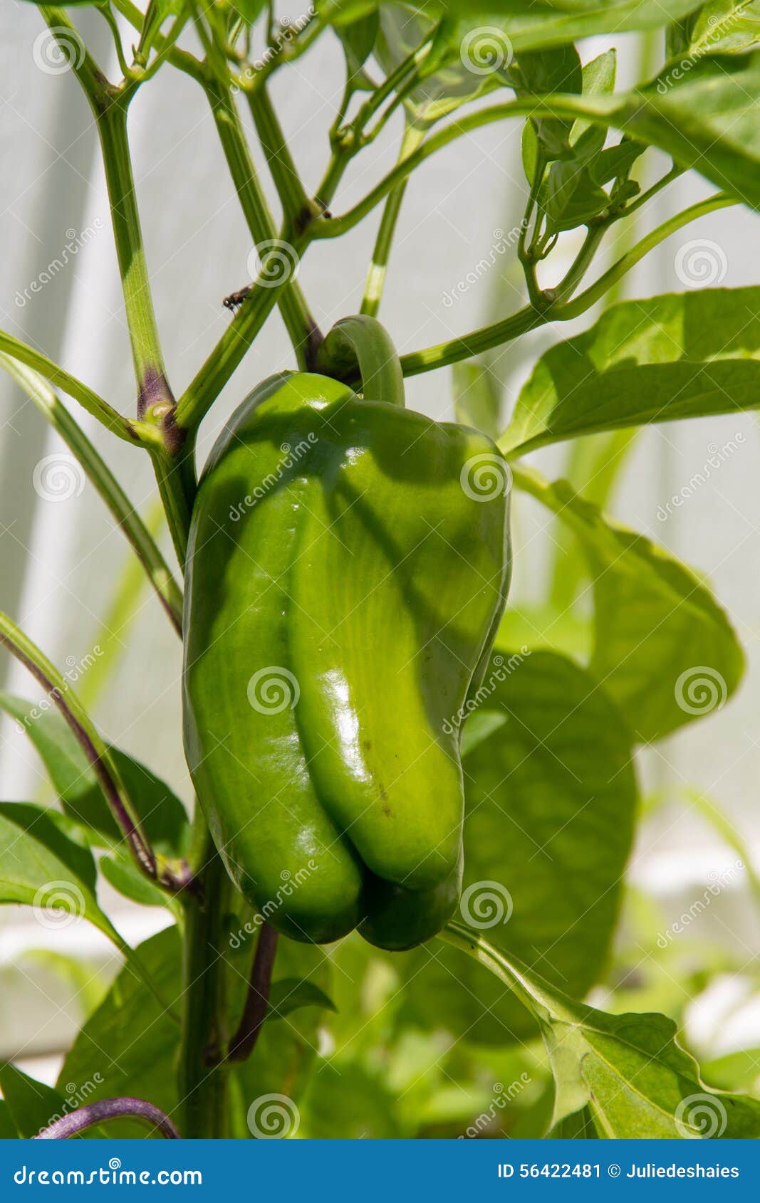 Green bell pepper growing stock image. Image of pepper 56422481