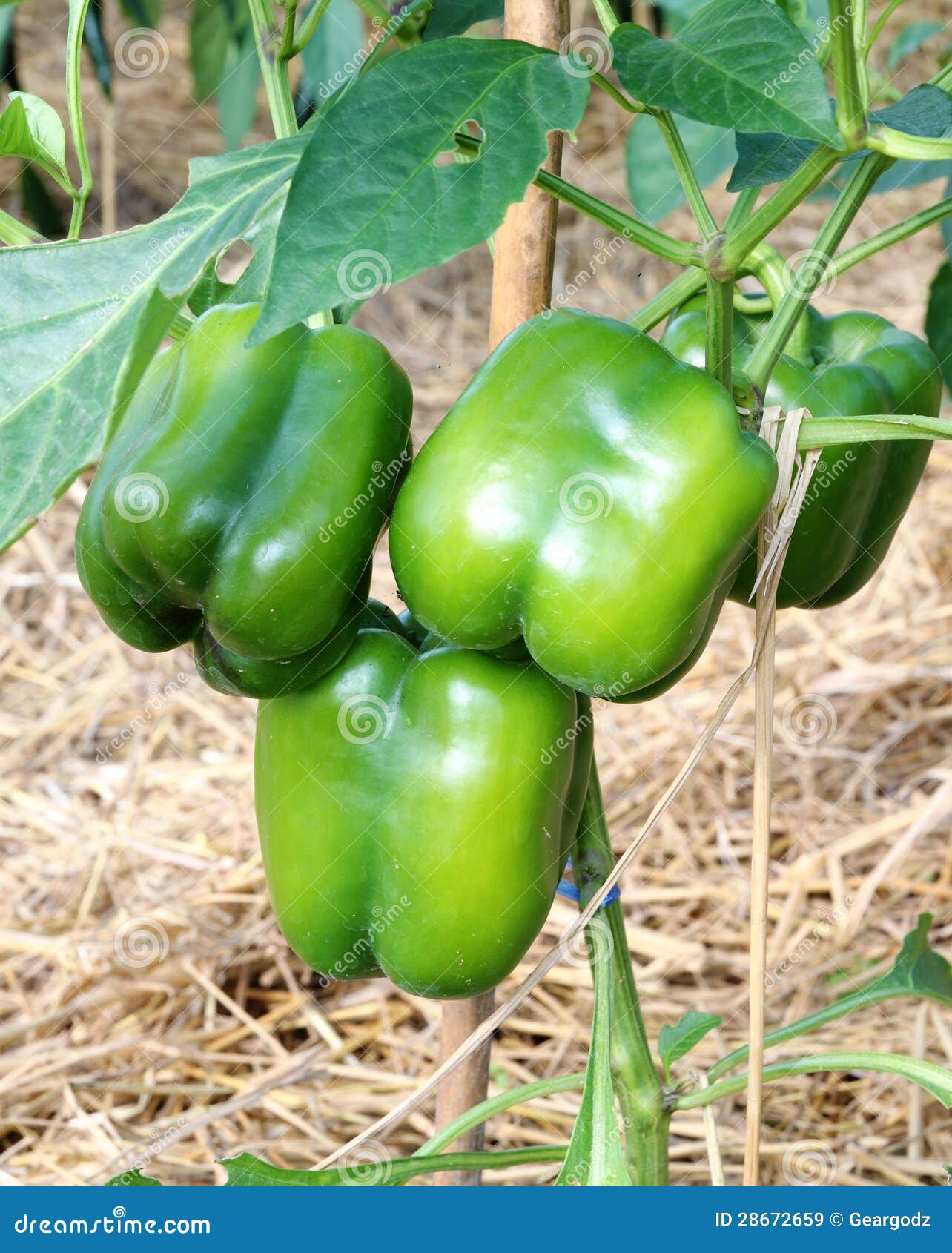 Green bell peppers growing stock image. Image of bell 28672659