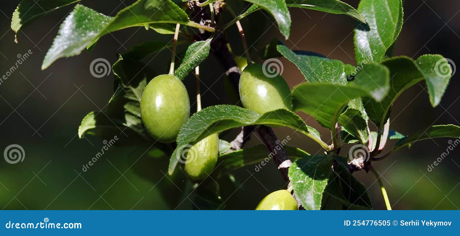 Green Berries Plums on a Branch Stock Image Image of ukraine