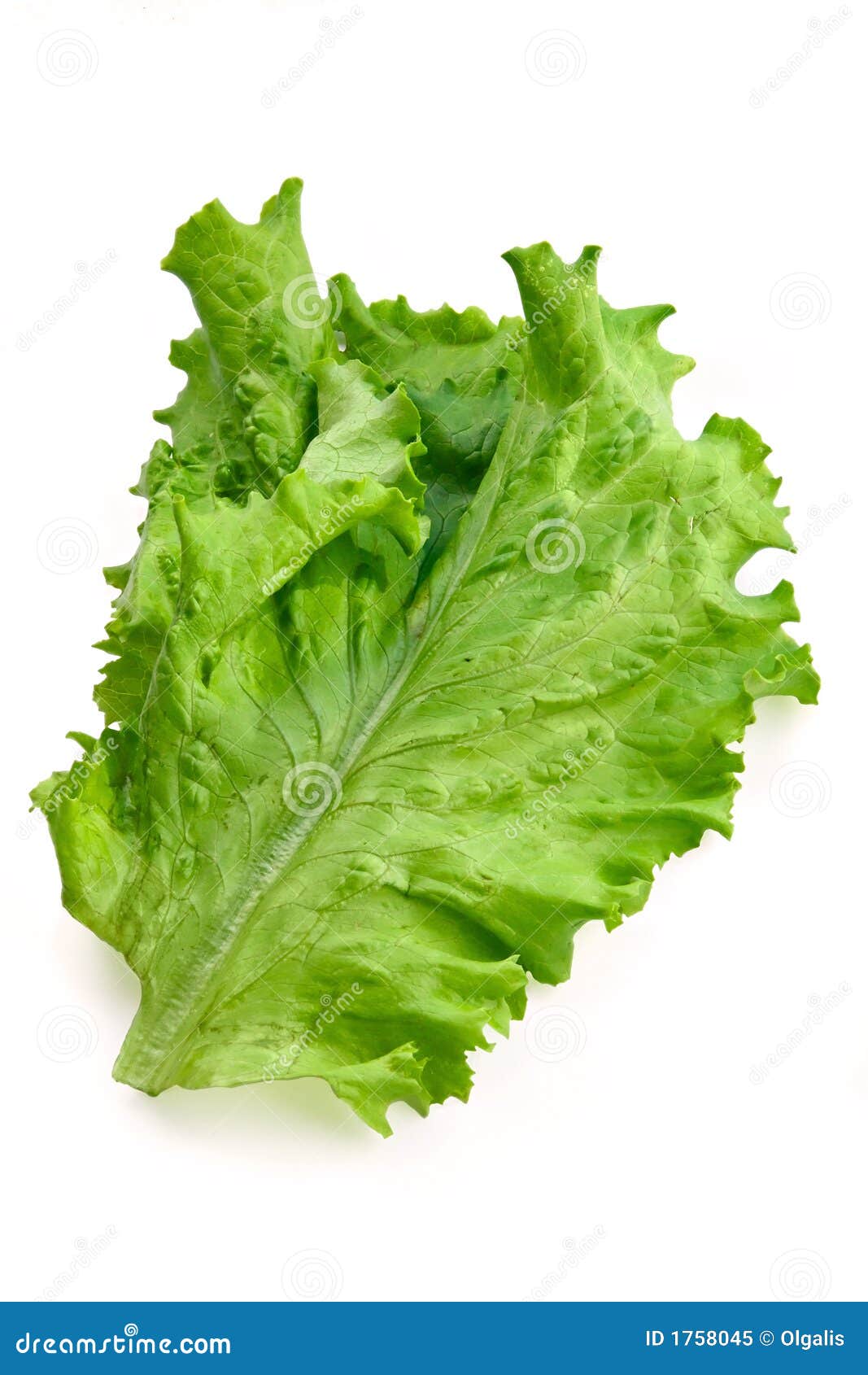 Green big fresh salad leaf stock image. Image of bright 1758045