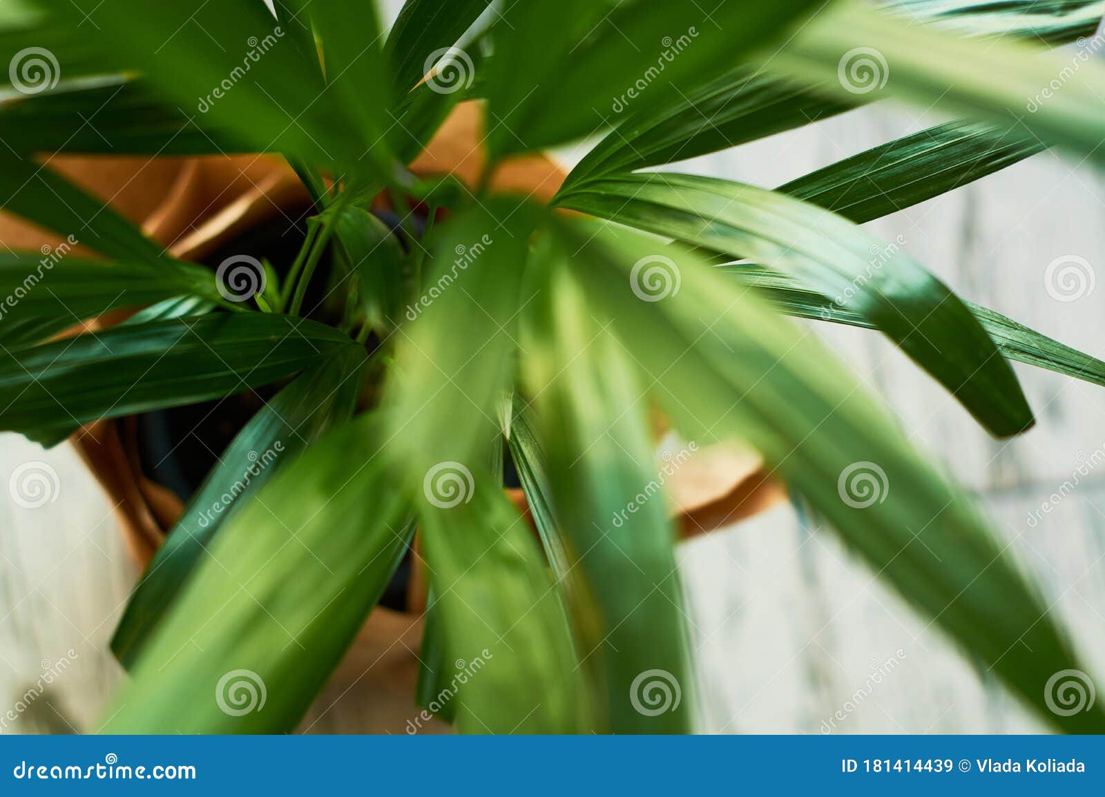 Green Big Plants in Pots in the House. Stock Image Image of home