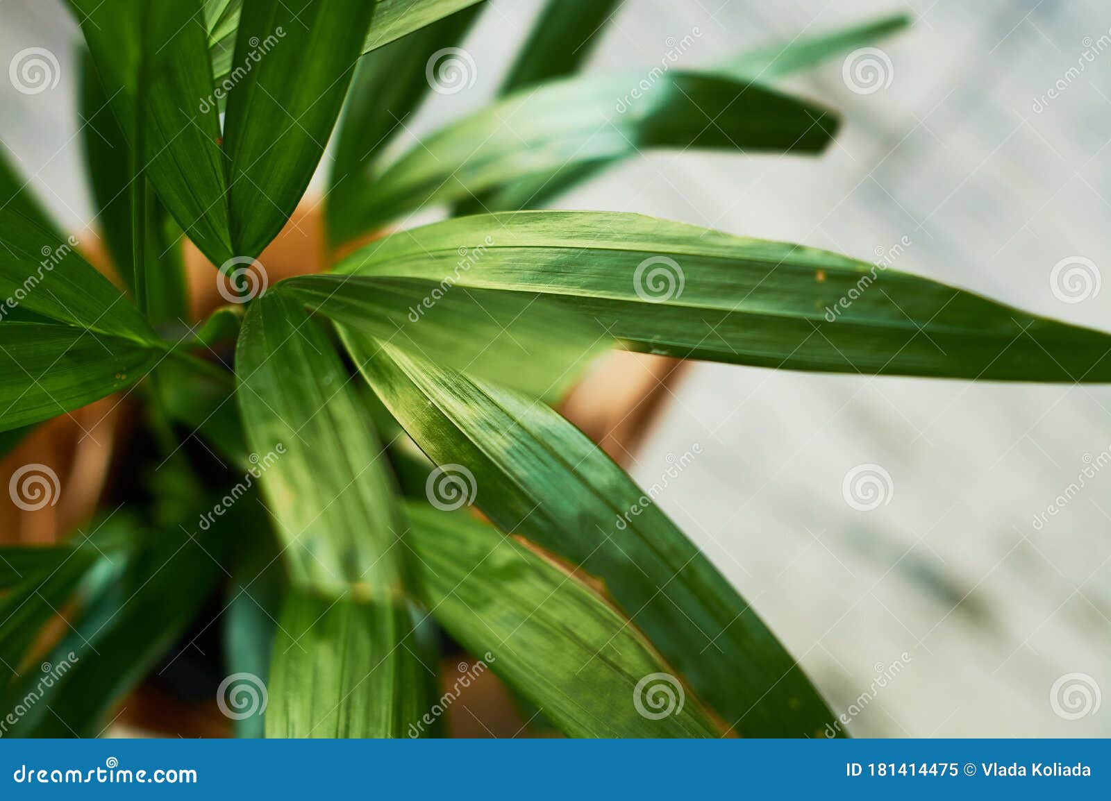 Green Big Plants in Pots in the House. Stock Image Image of decor