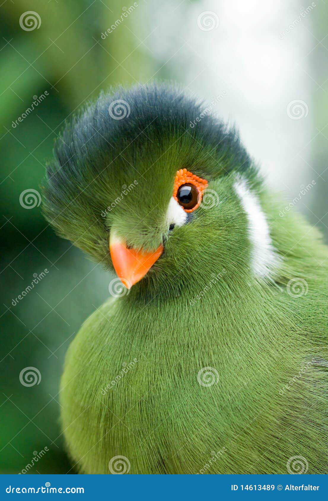 Green Bird Yellow Blue Labet Bird Stock Illustration 2233649253