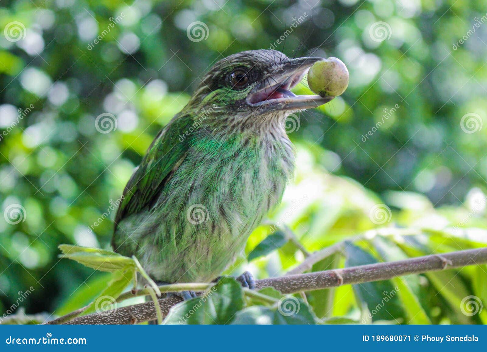 Green bird on a branch stock image. Image of thai, environment - 189680071 Green bird on a branch stock image. Image of thai, environment - 189680071