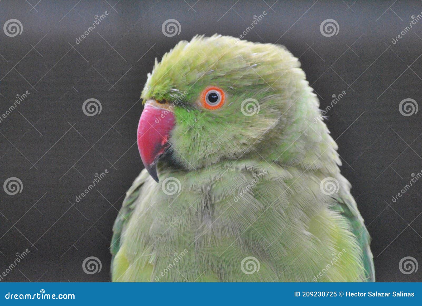 green bird eyes wildlife inteligencia