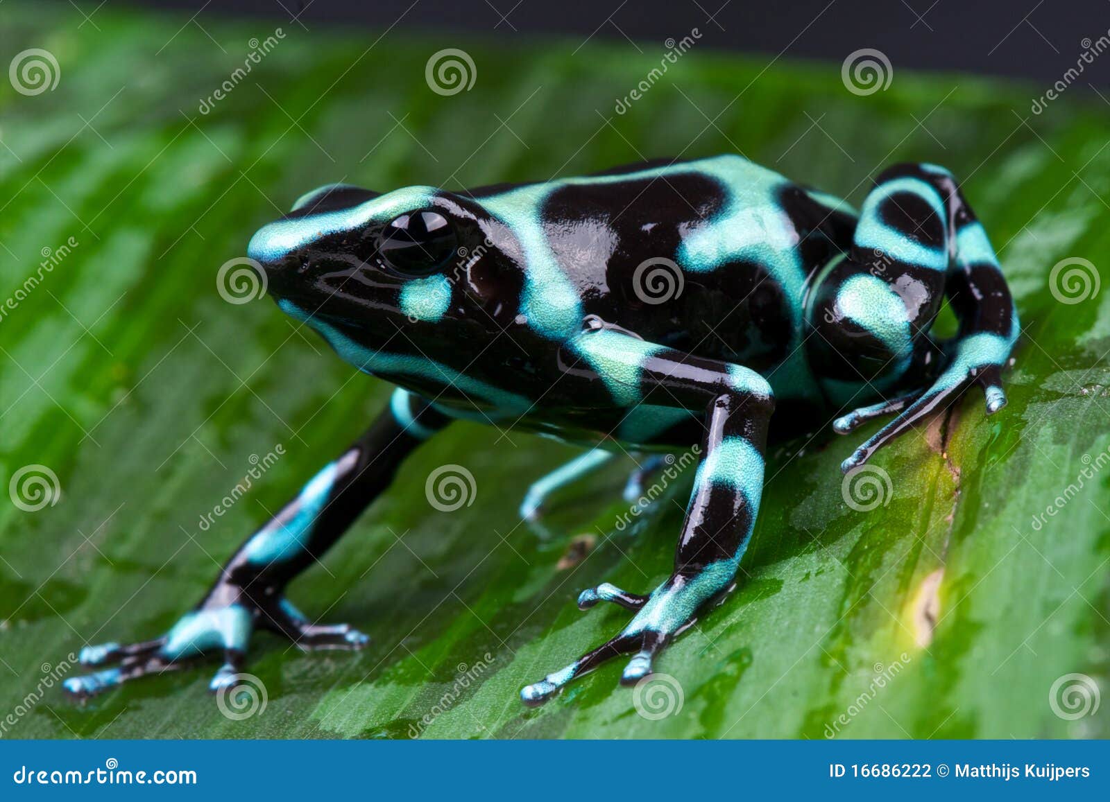 Green and Black Poison Dart Frog Stock Photo - Image of dart, pets