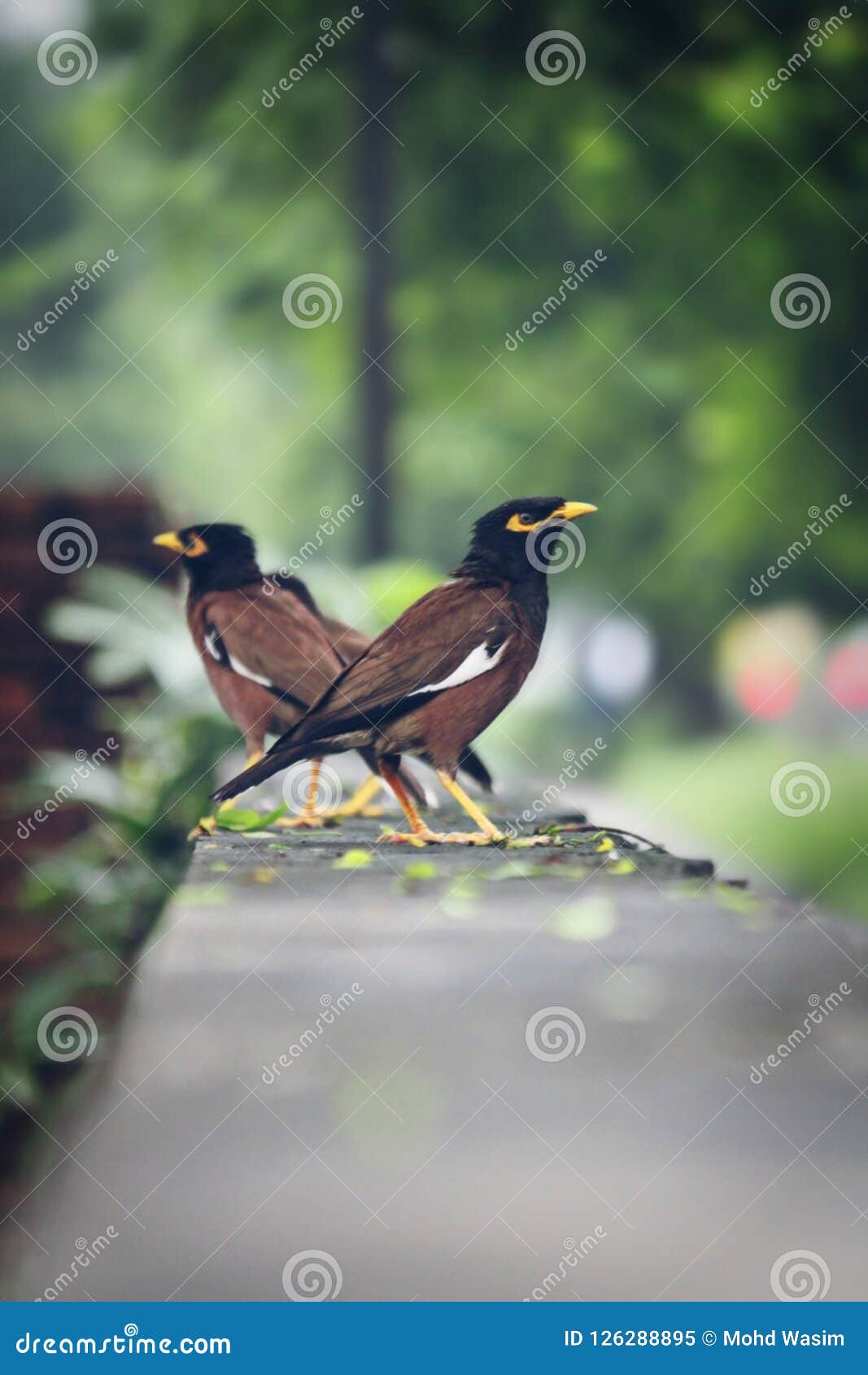 Outdoor Beautiful Birds Green Nature Stock Image - Image of birds ...