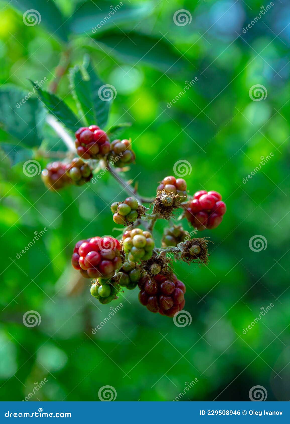 Green Blackberries on the Background of Foliage Stock Photo Image of