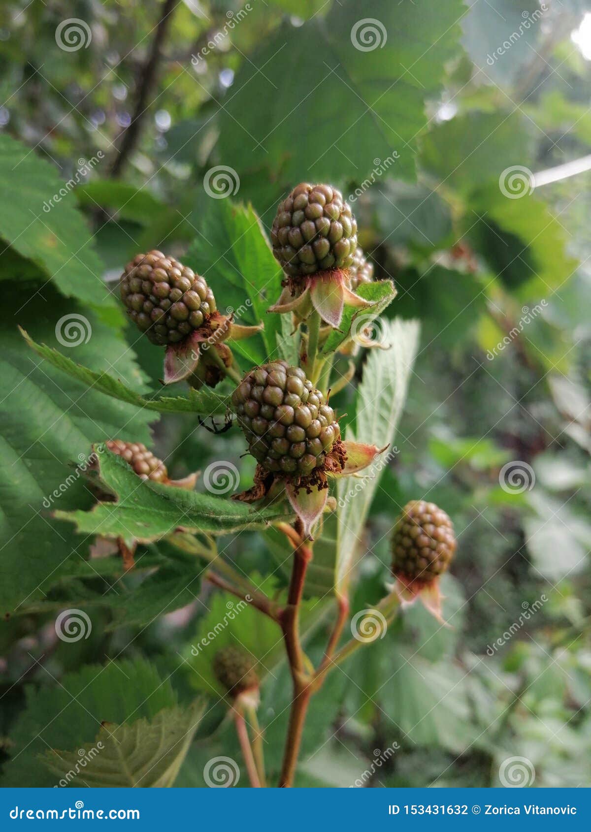 Green blackberries stock photo. Image of leaf, summer 153431632