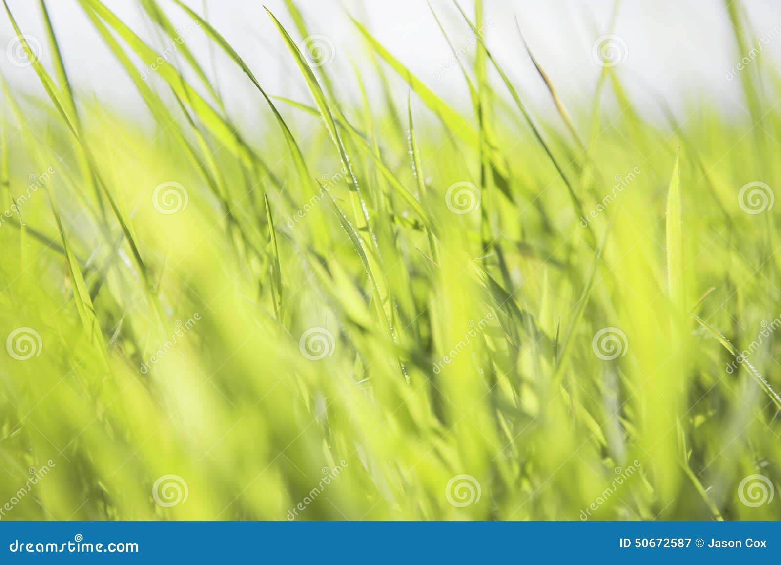Green Blades of Grass stock image. Image of lawn, horizontal 50672587