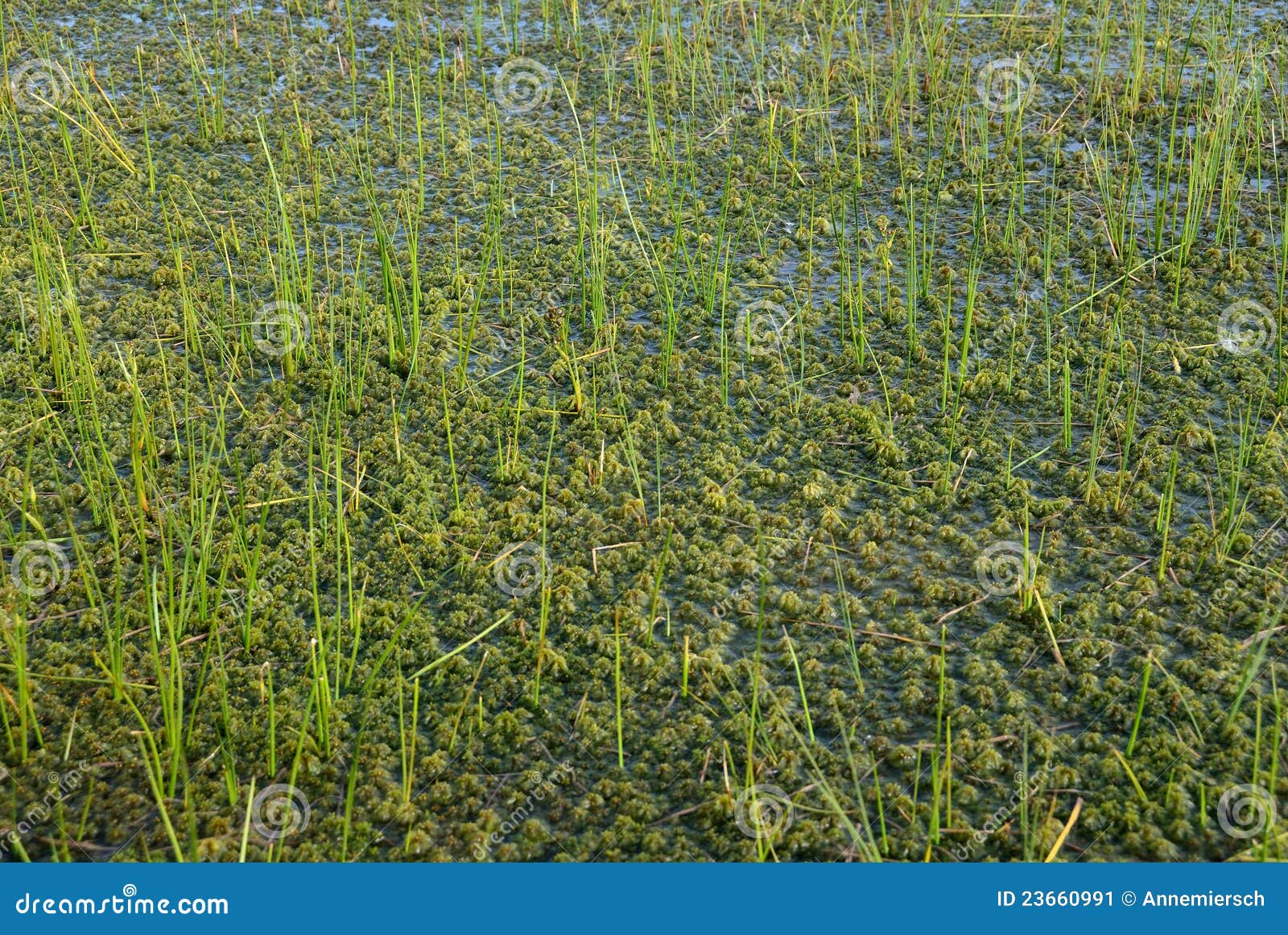 Green bog marsh stock image. Image of marsh, scene, colorful 23660991