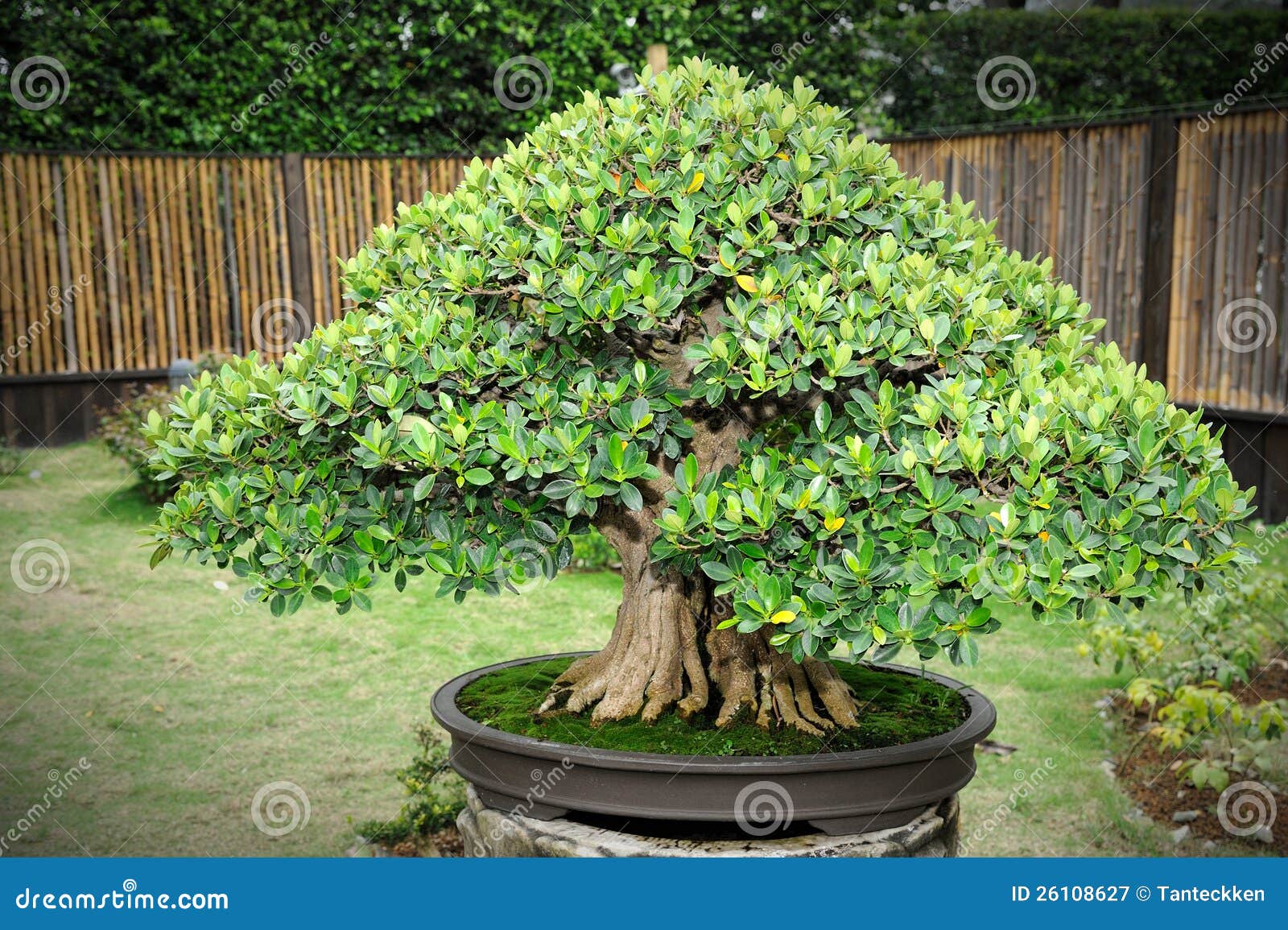 Green bonsai stock image. Image of china, shape, plant 26108627