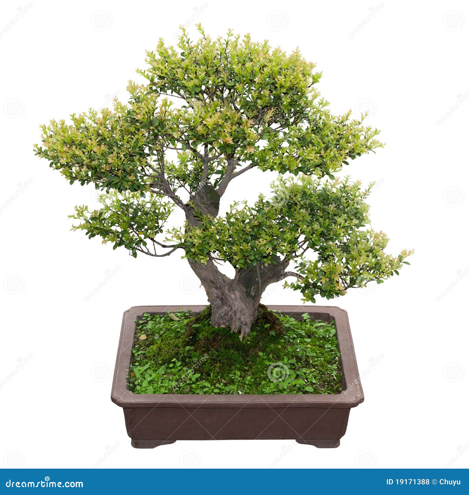 Green bonsai tree stock photo. Image of grow, chinese 19171388