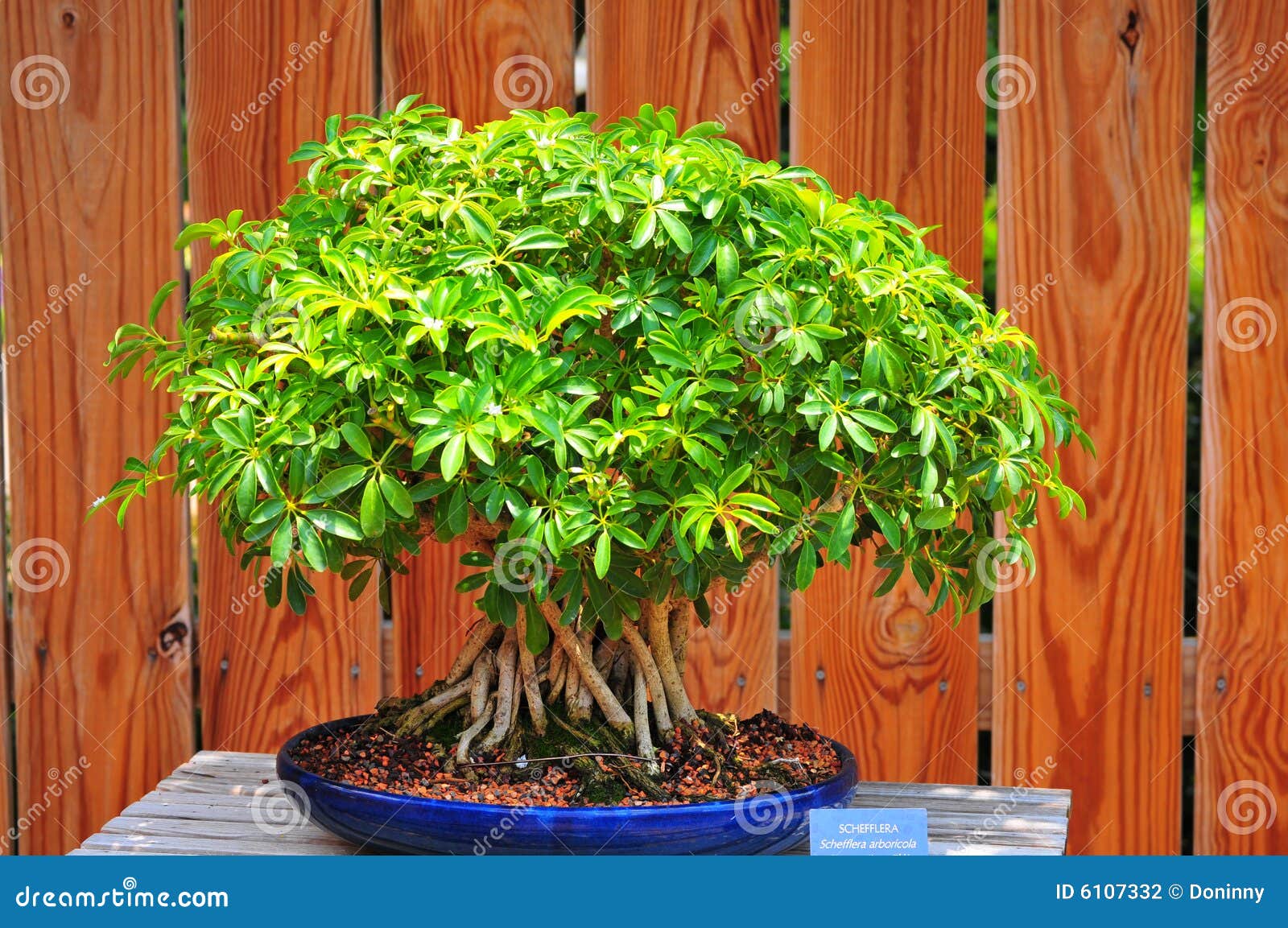 Green bonsai tree stock photo. Image of tiny, flora, green 6107332