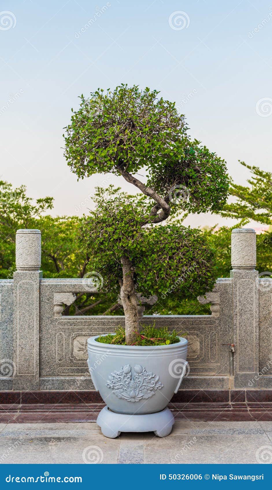 Green bonsai tree stock photo. Image of trunk, small 50326006