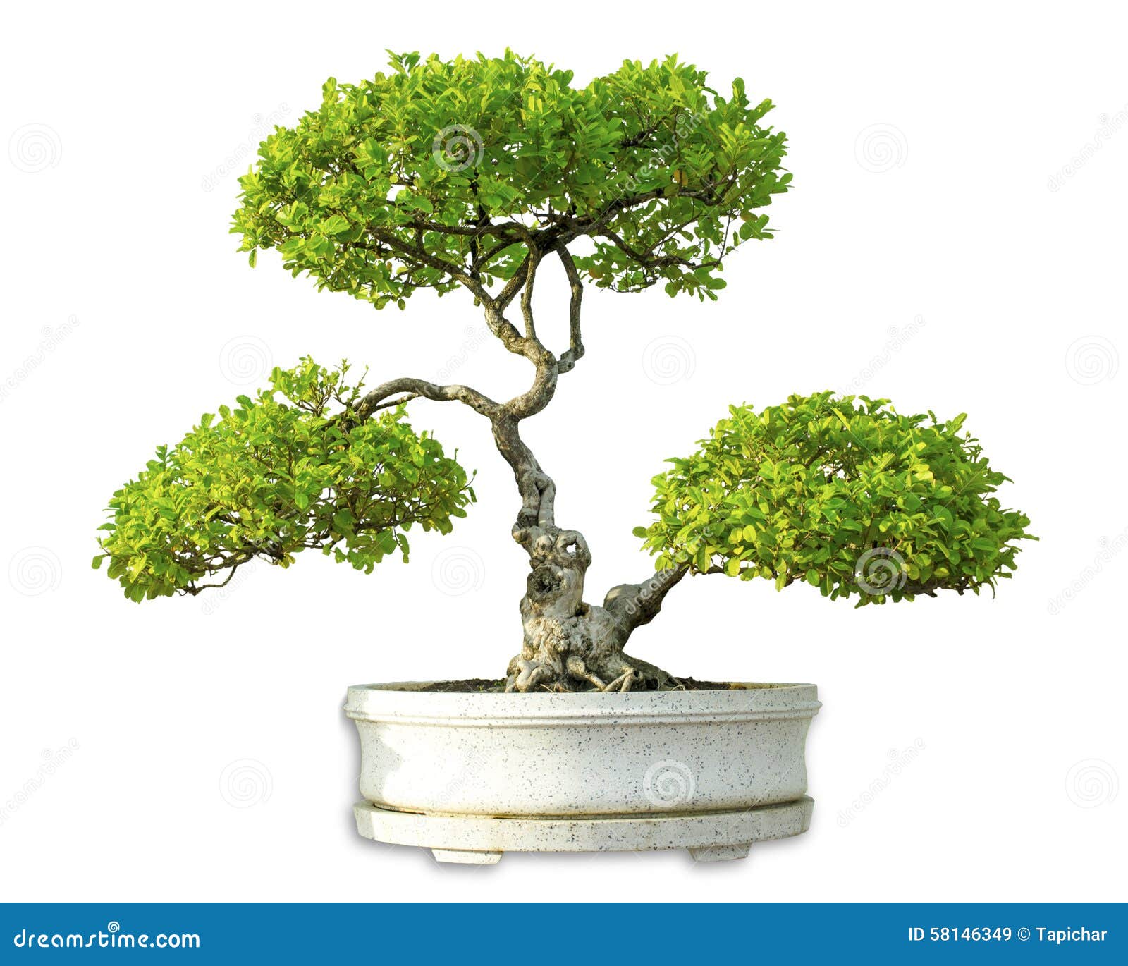 Green Bonsai Tree Isolated on White Background Stock Image Image of