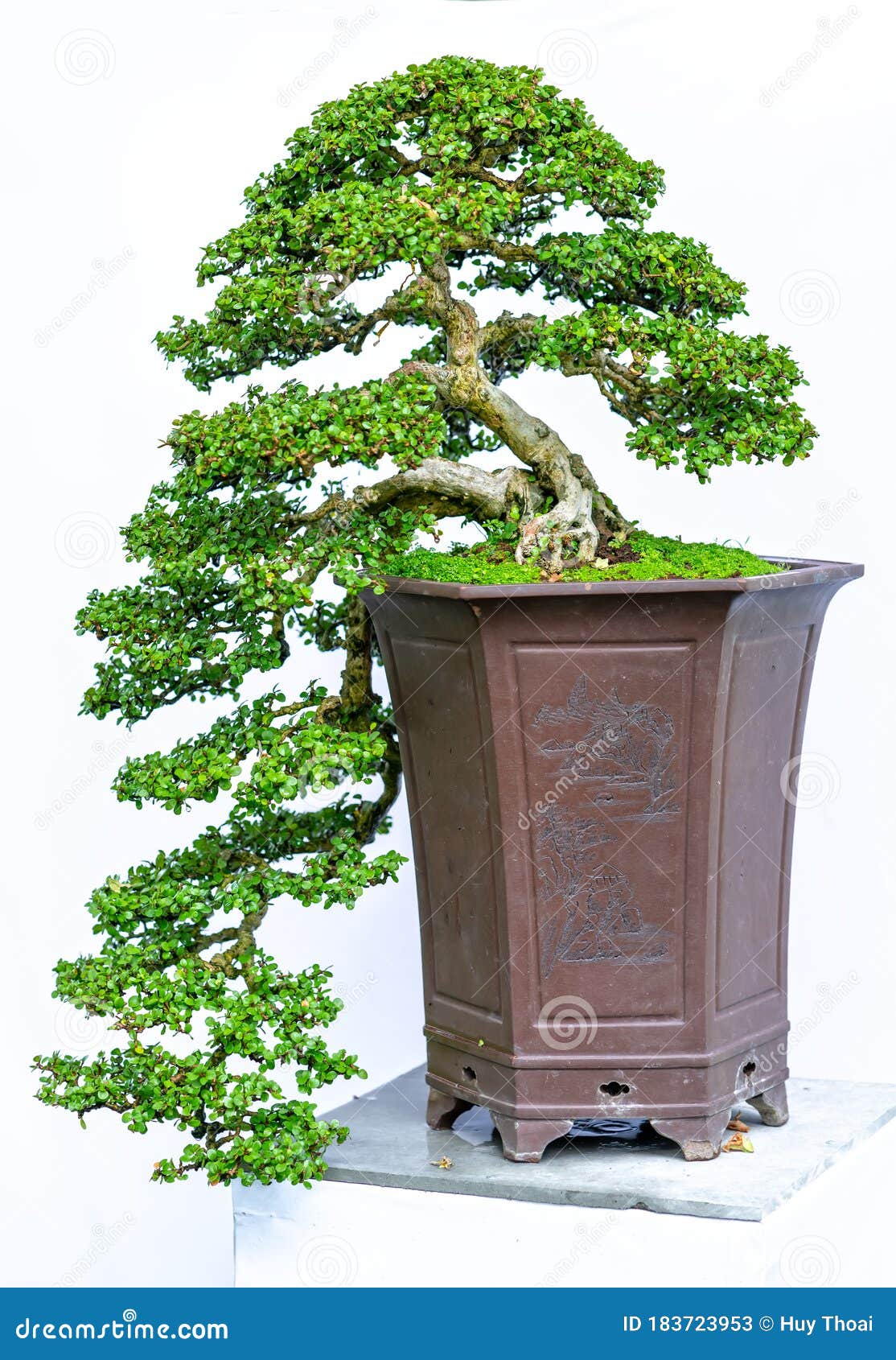 Green Bonsai Tree Isolated on White Background Stock Image Image of