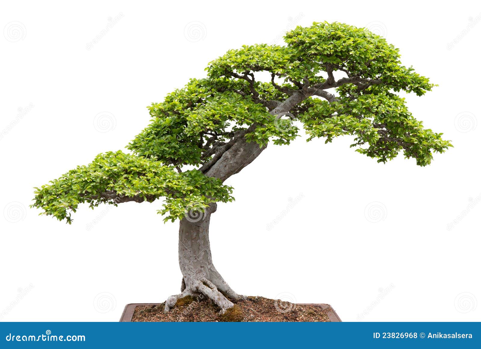Green Bonsai Tree on White Background Stock Photo Image of colour