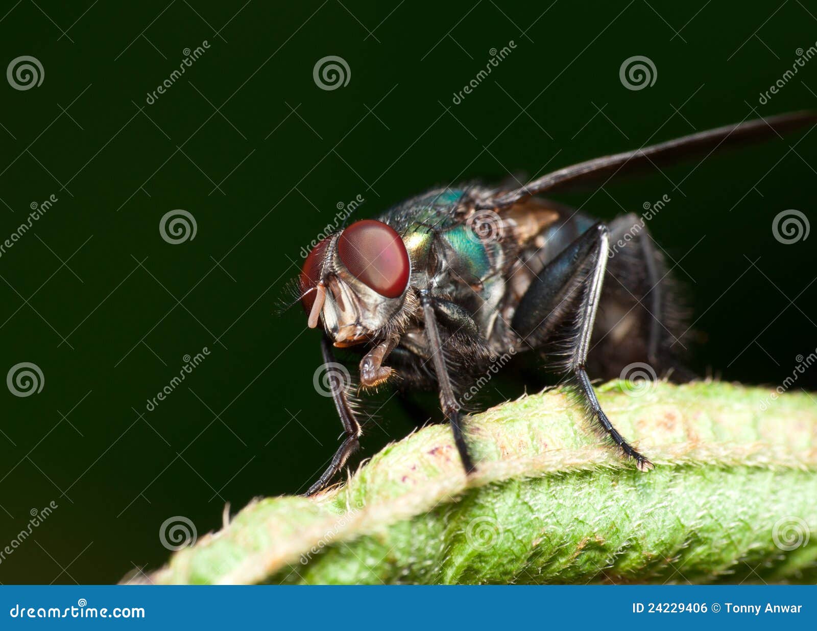 Green Bottle Flies stock photo. Image of pest, nature 24229406