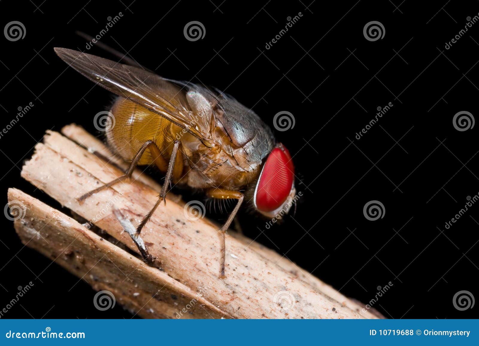 a green bottle fly on a perch