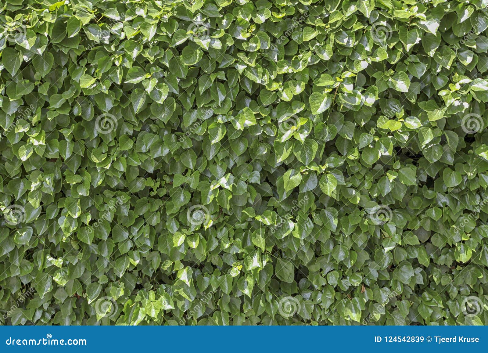 Green Box Hedge Background with Green Leaves Stock Image Image of