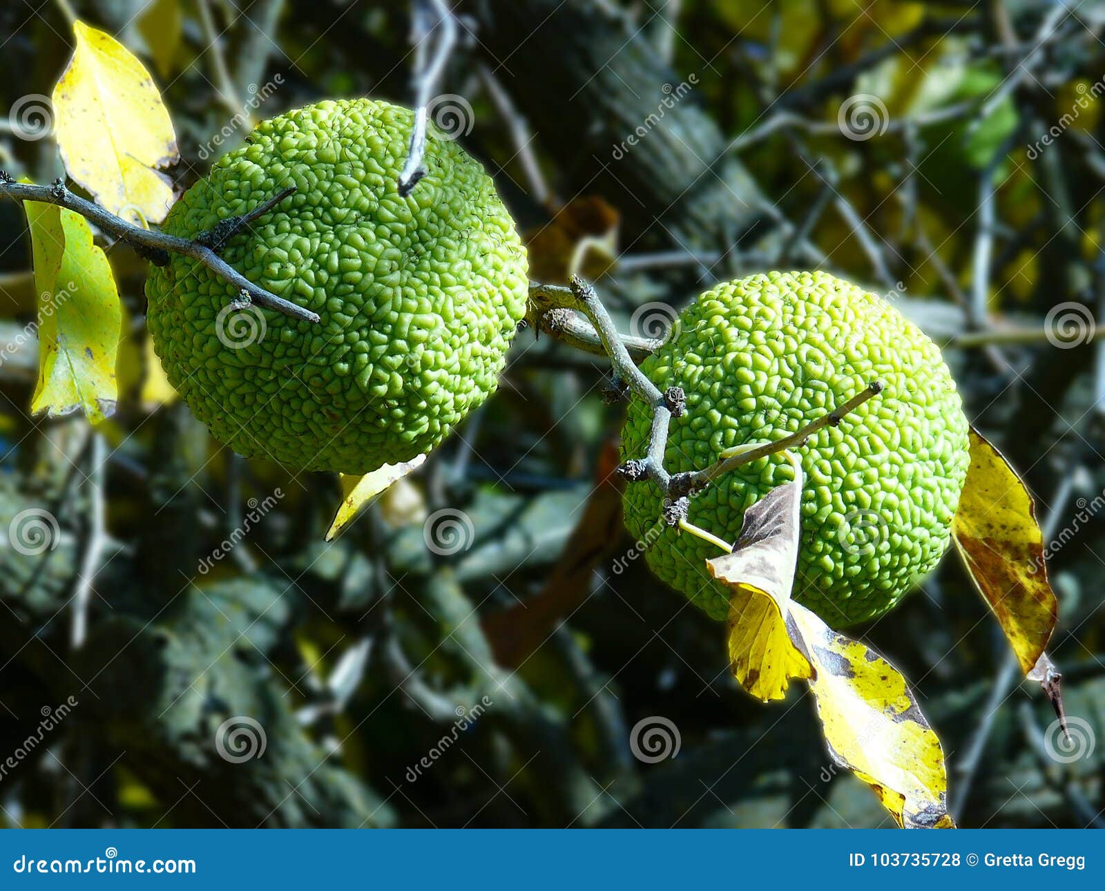 green brains hanging on a hedge apple tree
