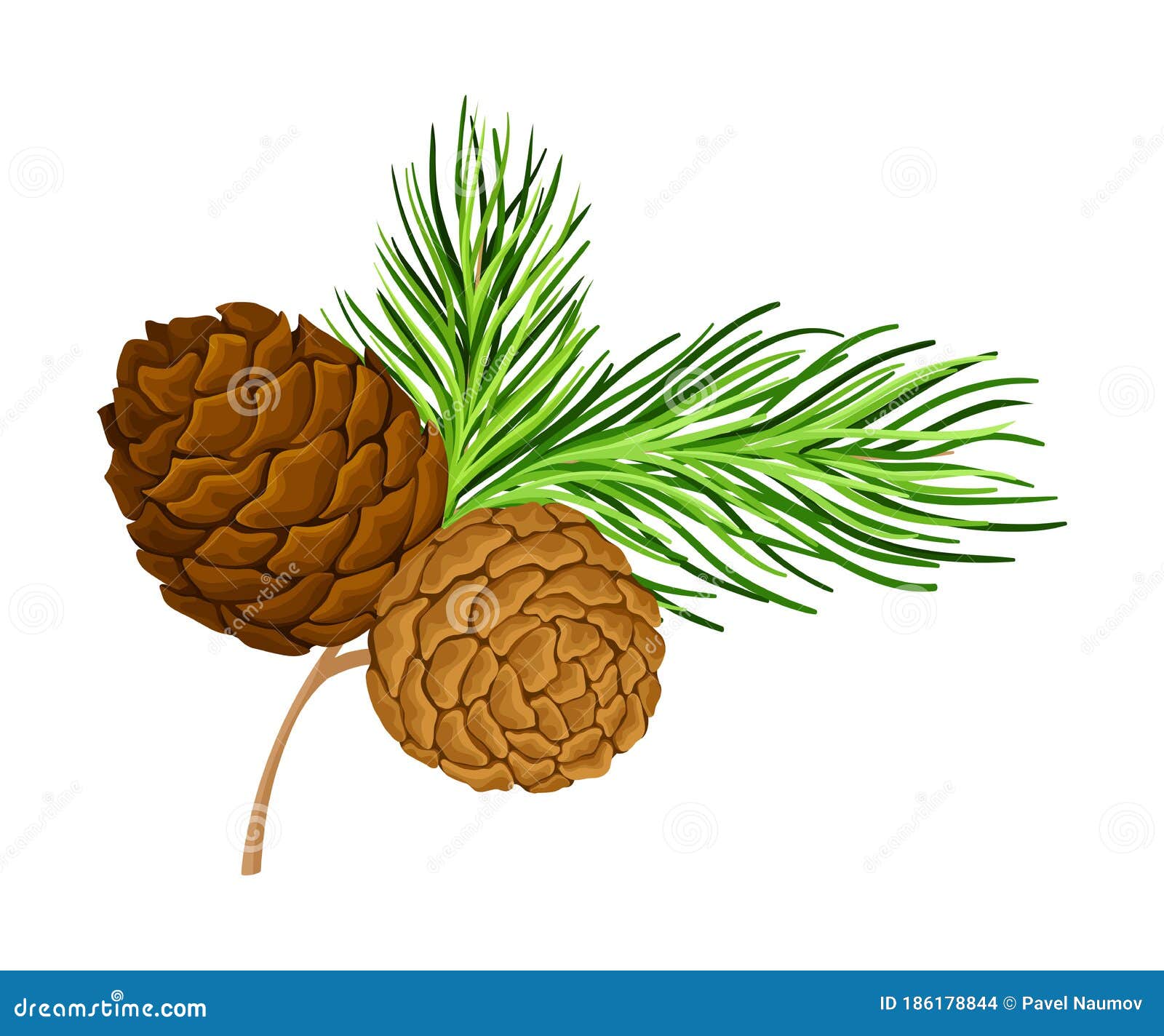 Green Branch of Cedar with Needlelike Leaves and Barrelshaped Brown