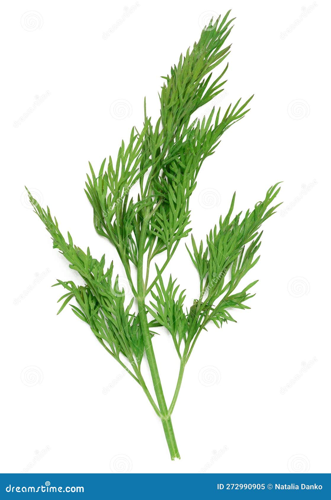 Green Branch of Dill on a White Isolated Background, Fresh Herbs Stock