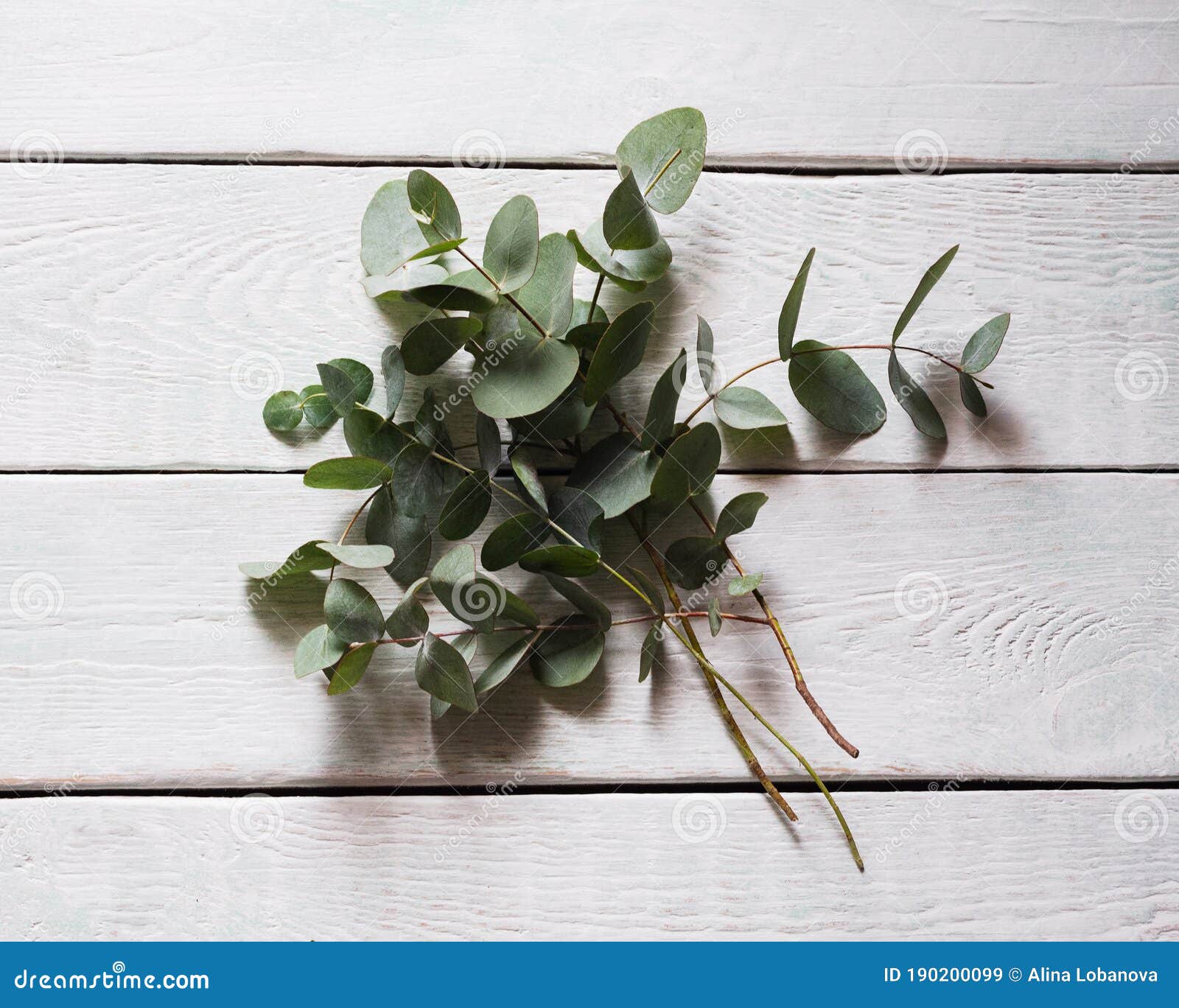 green branch eucalyptus gann on a light background