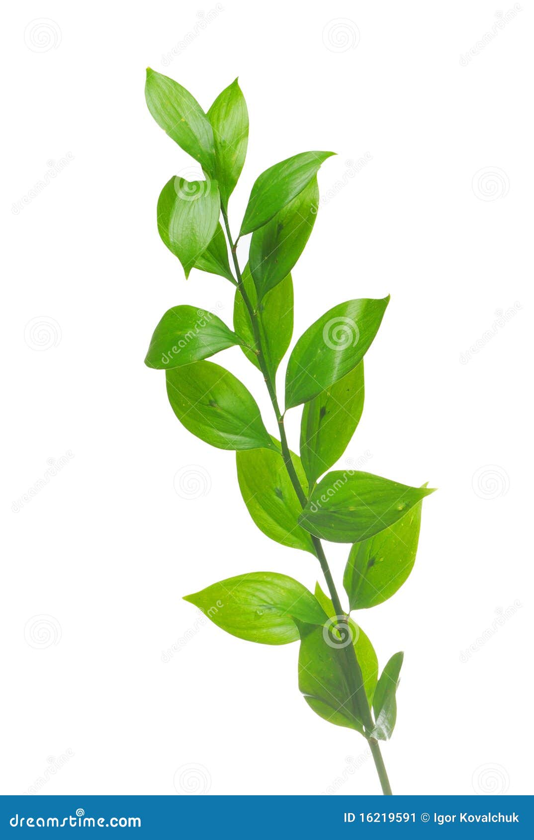 Green branch isolated stock image. Image of design, environment 16219591