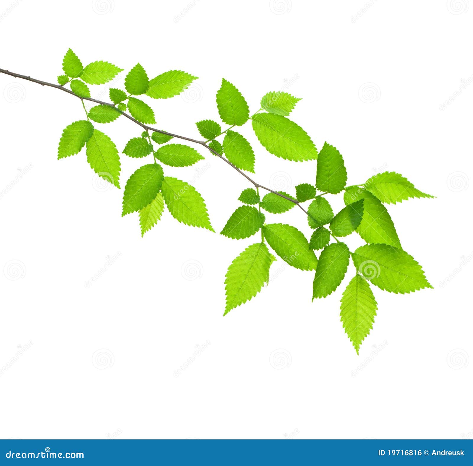 Green branch isolated stock photo. Image of plant, flora 19716816