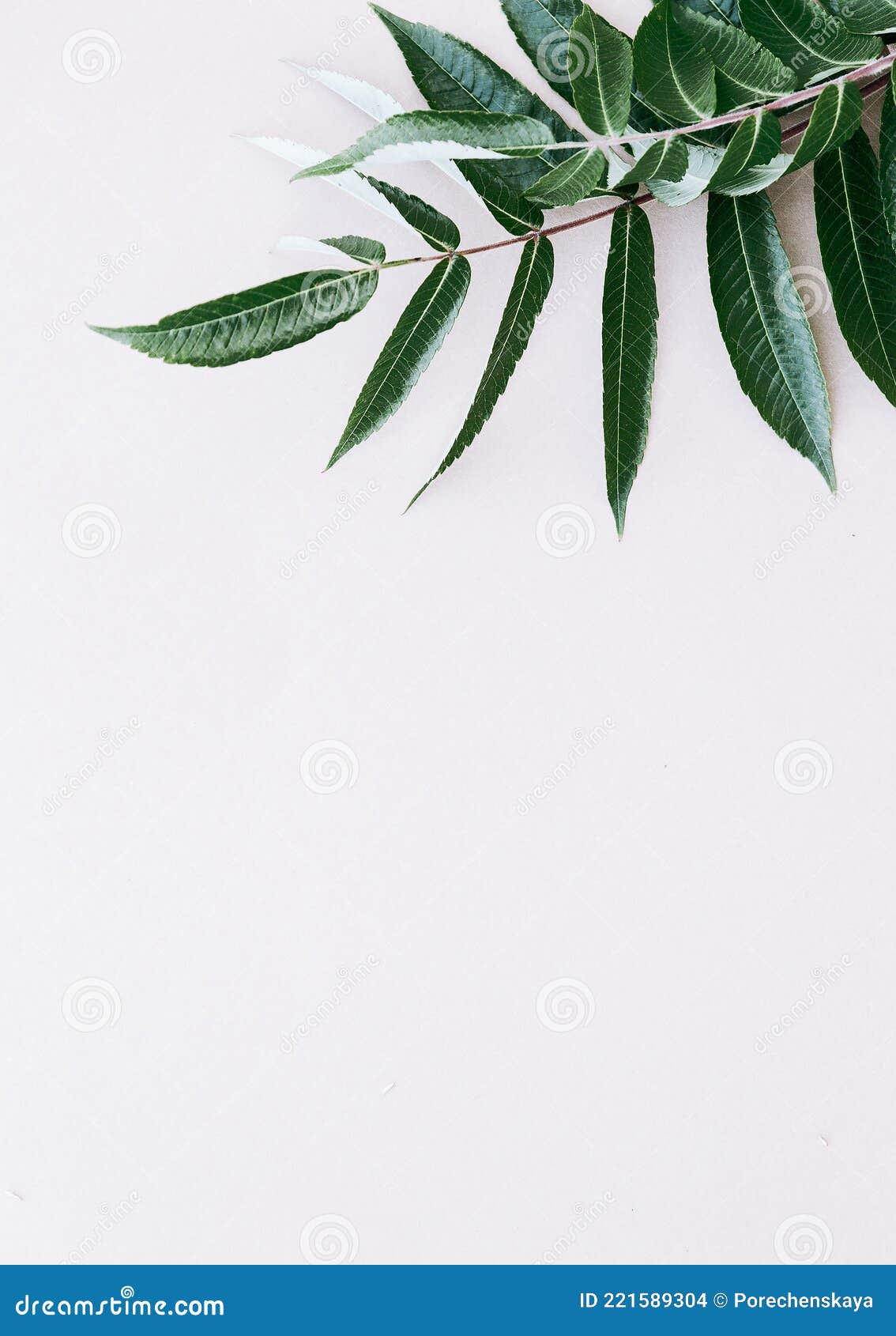 Plant phone HD wallpapers  Pxfuel