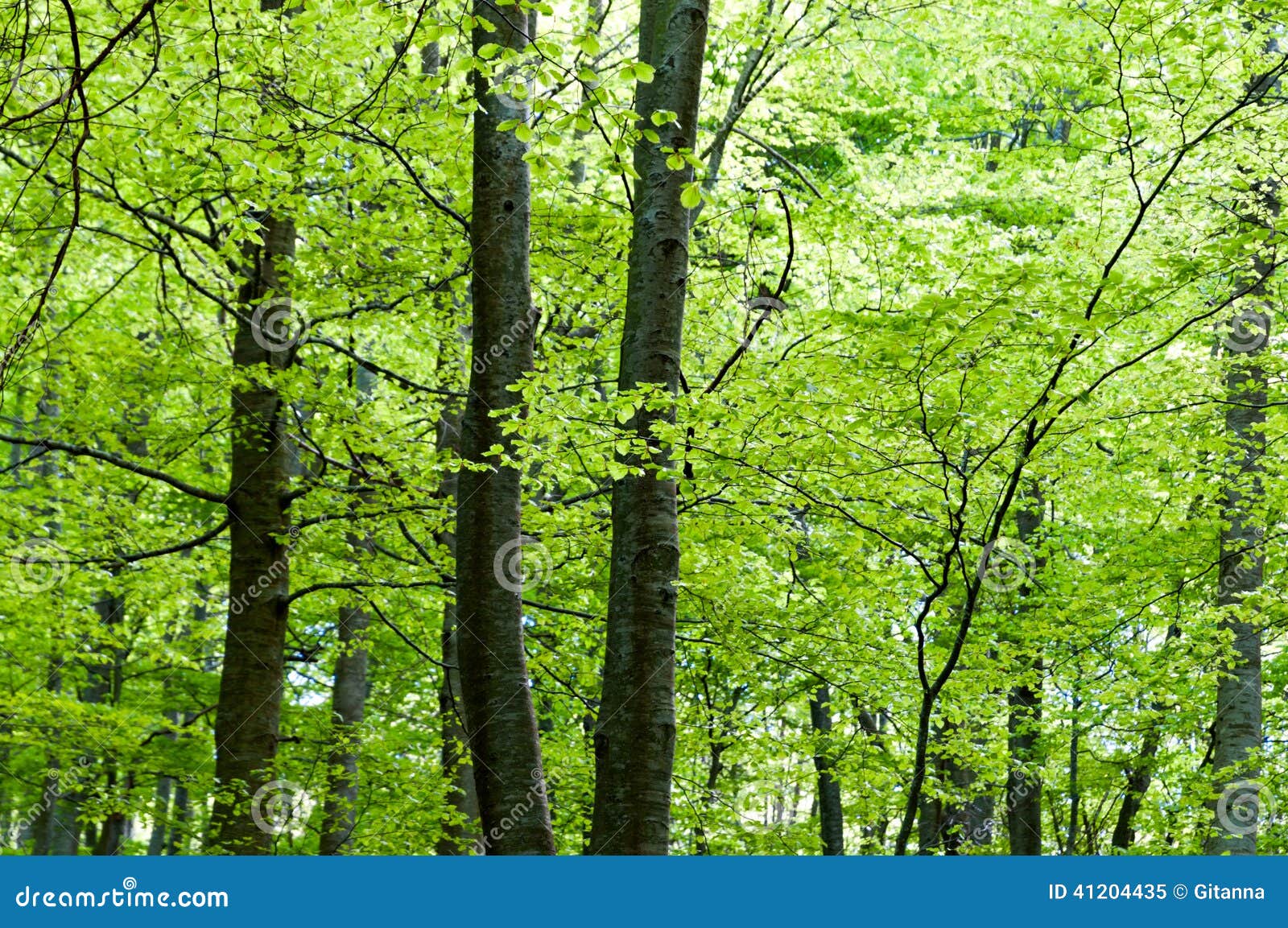 Green branches stock image. Image of forest, flora, leaves 41204435