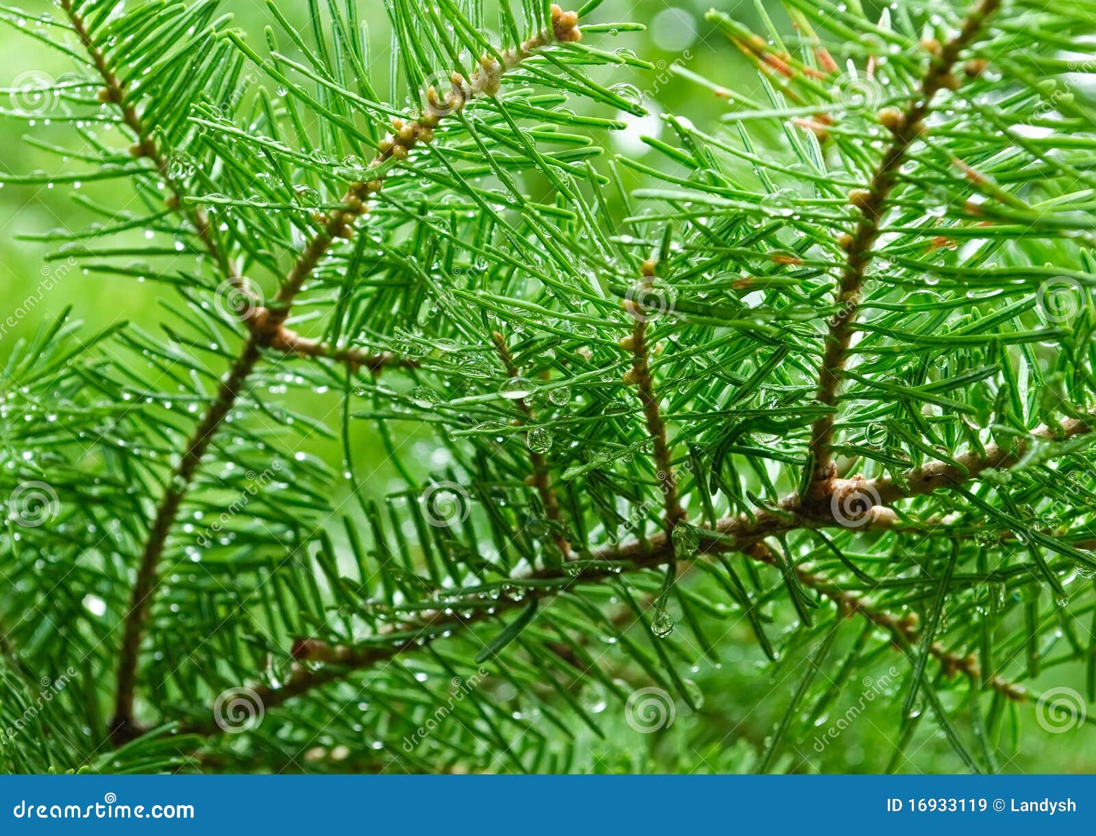green branches of pine tree, needles