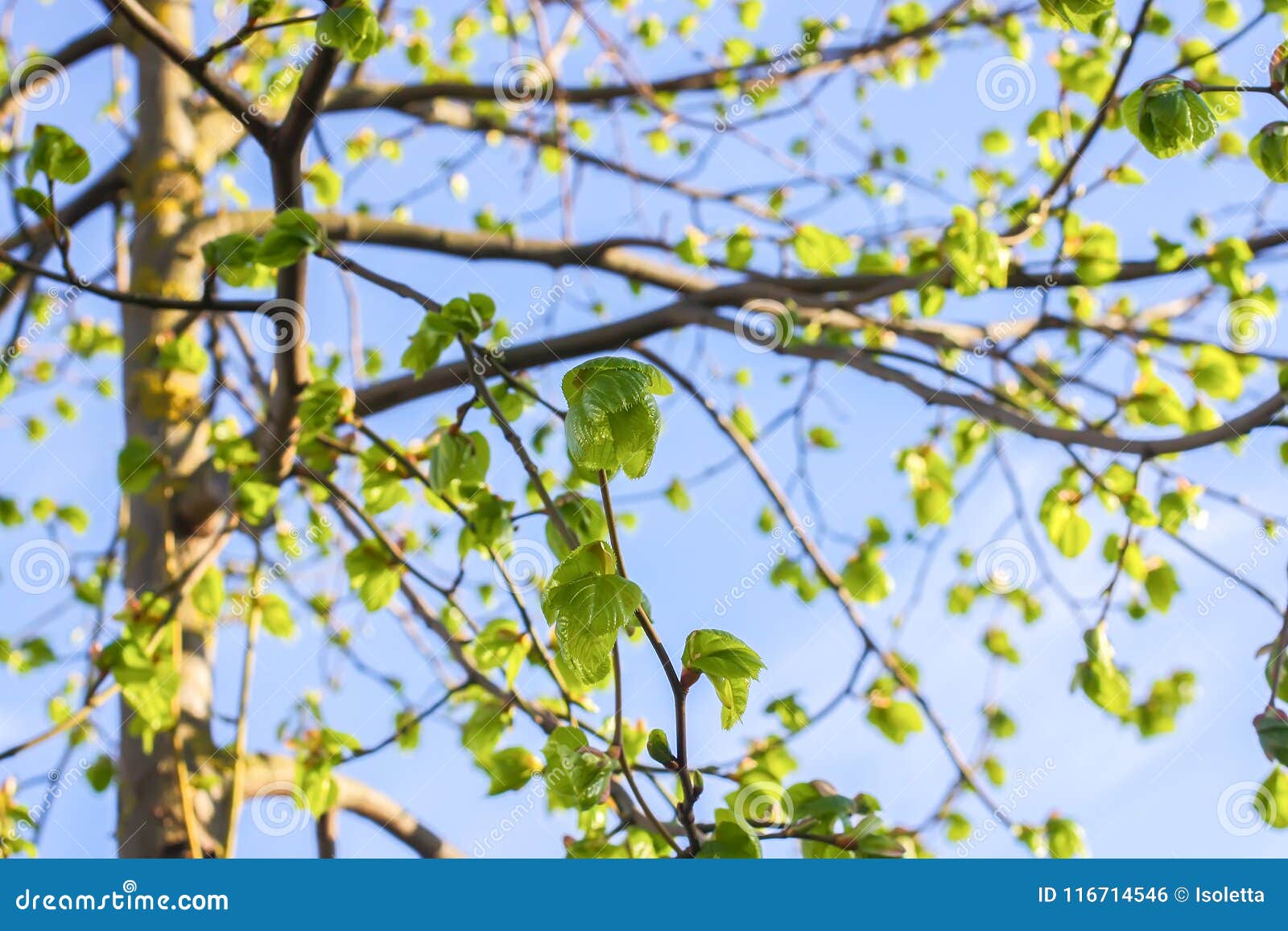 Green Branches Of The Spring Tree Stock Photo Image Of Acutifoliate