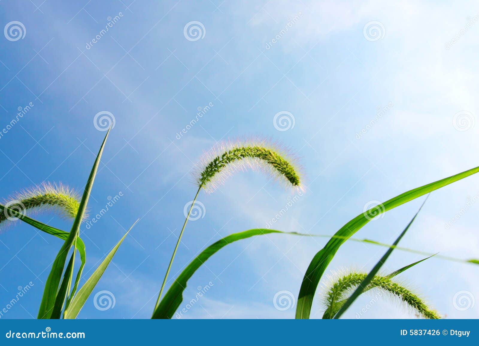 green bristle grass , clouds and sky