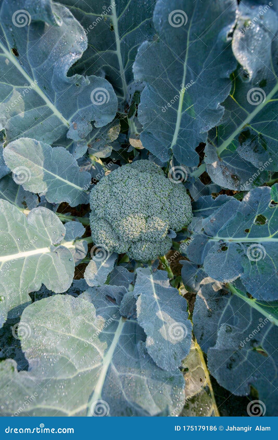 green broccoli plant with dew or water drops