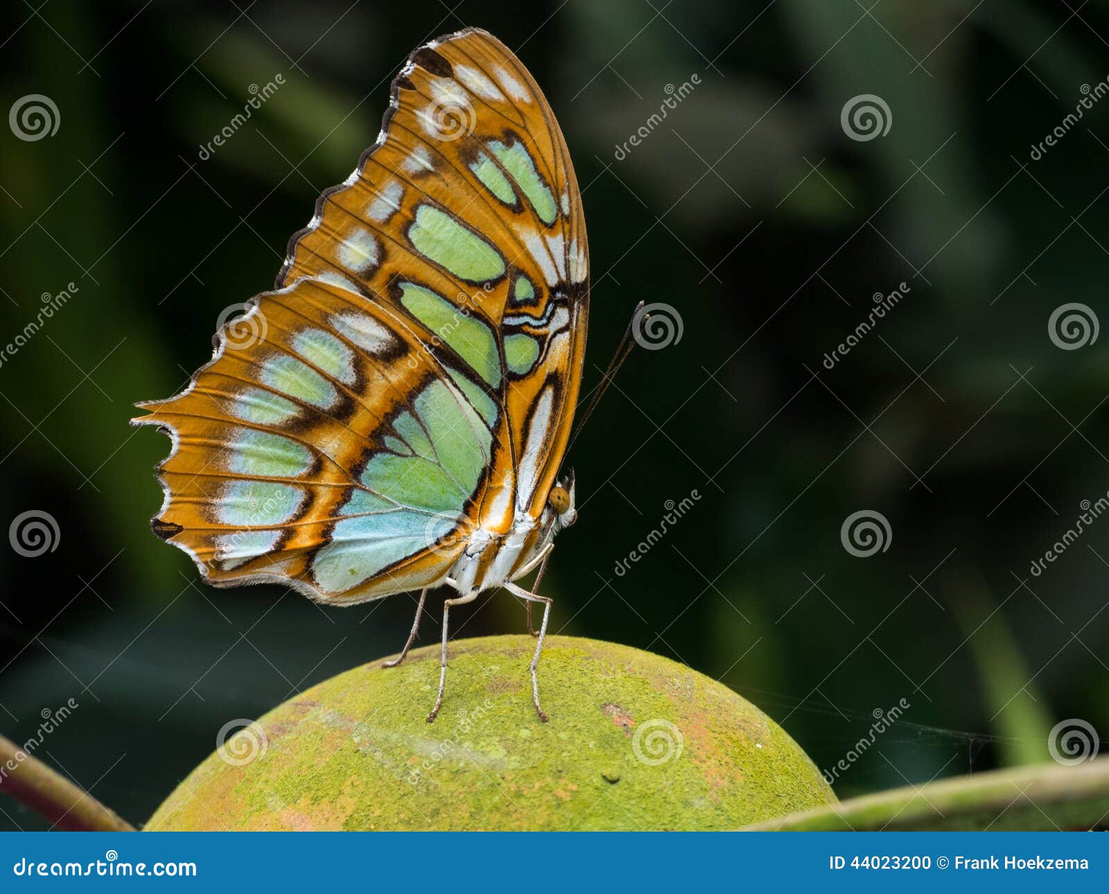 Green and brown butterfly stock photo. Image of black 44023200