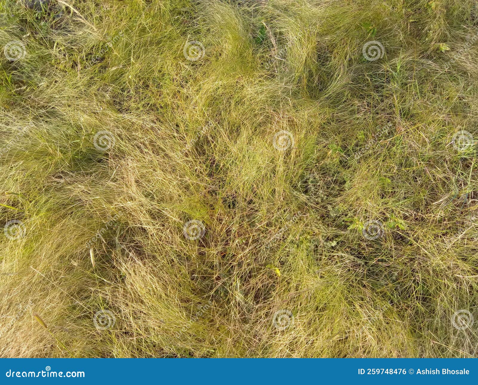Green Brown Dried Grass in a Jungle Stock Photo Image of wildflower
