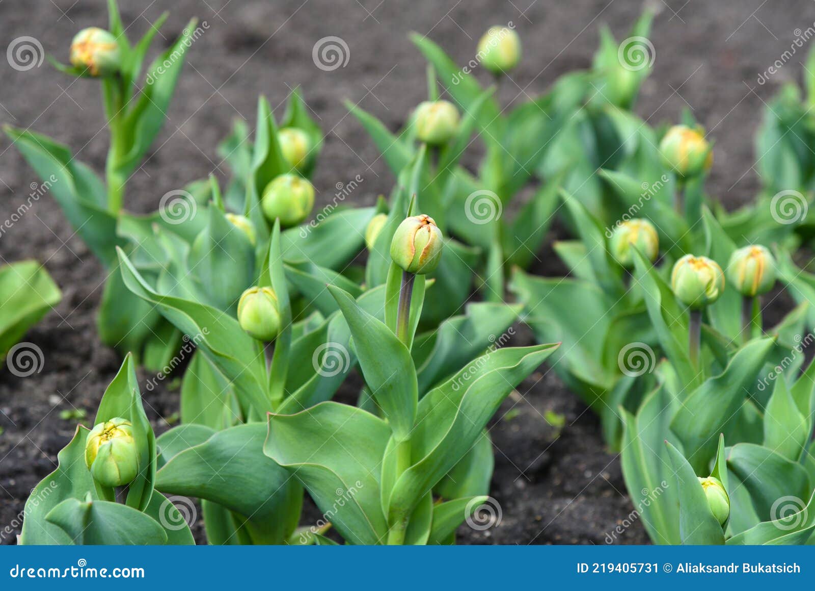 Green Buds of Young Tulips Bloom on the Lawn Stock Image Image of
