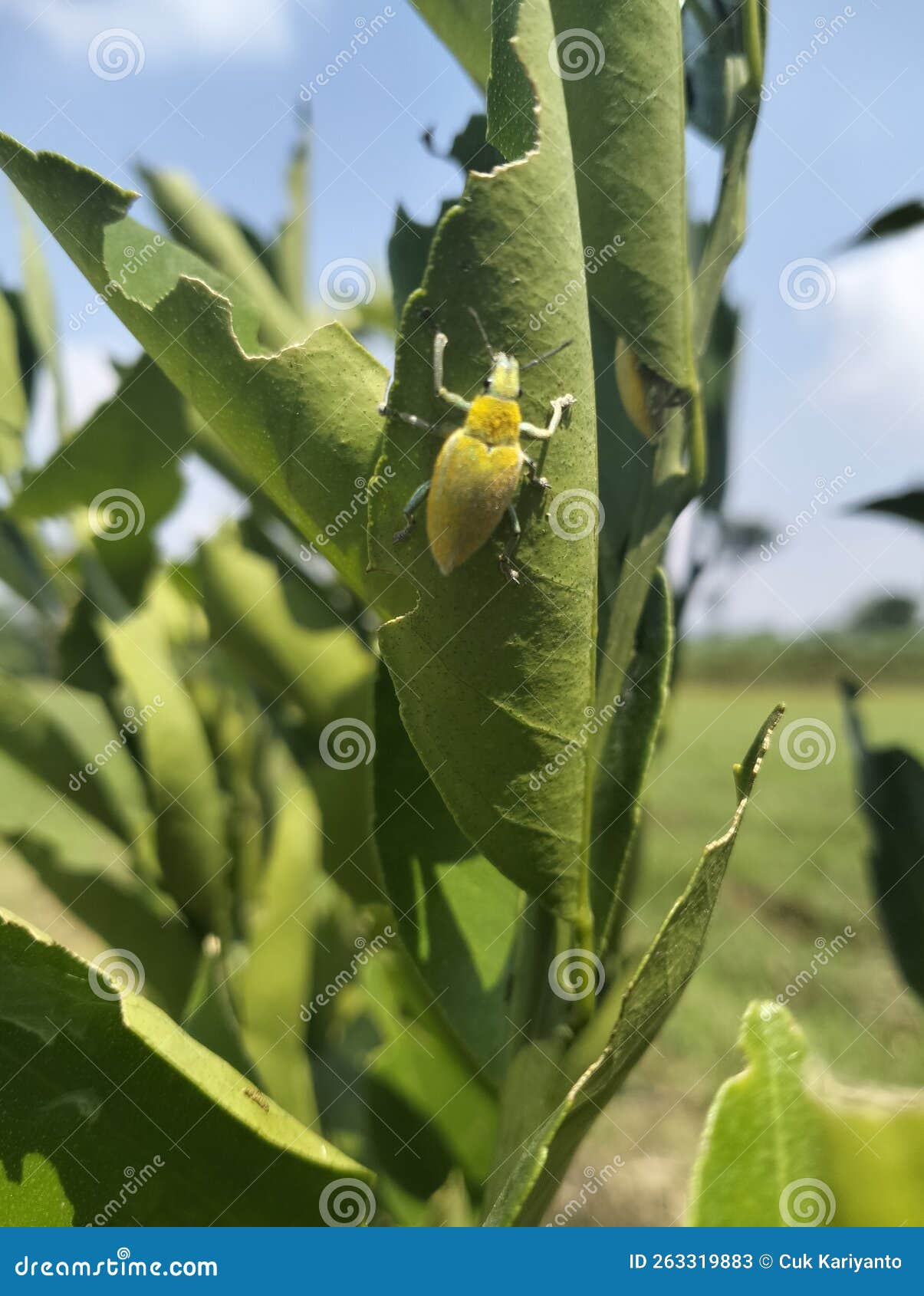 Green Bug Insect Eat Orange Leaf Nursery Stock Image Image of insect