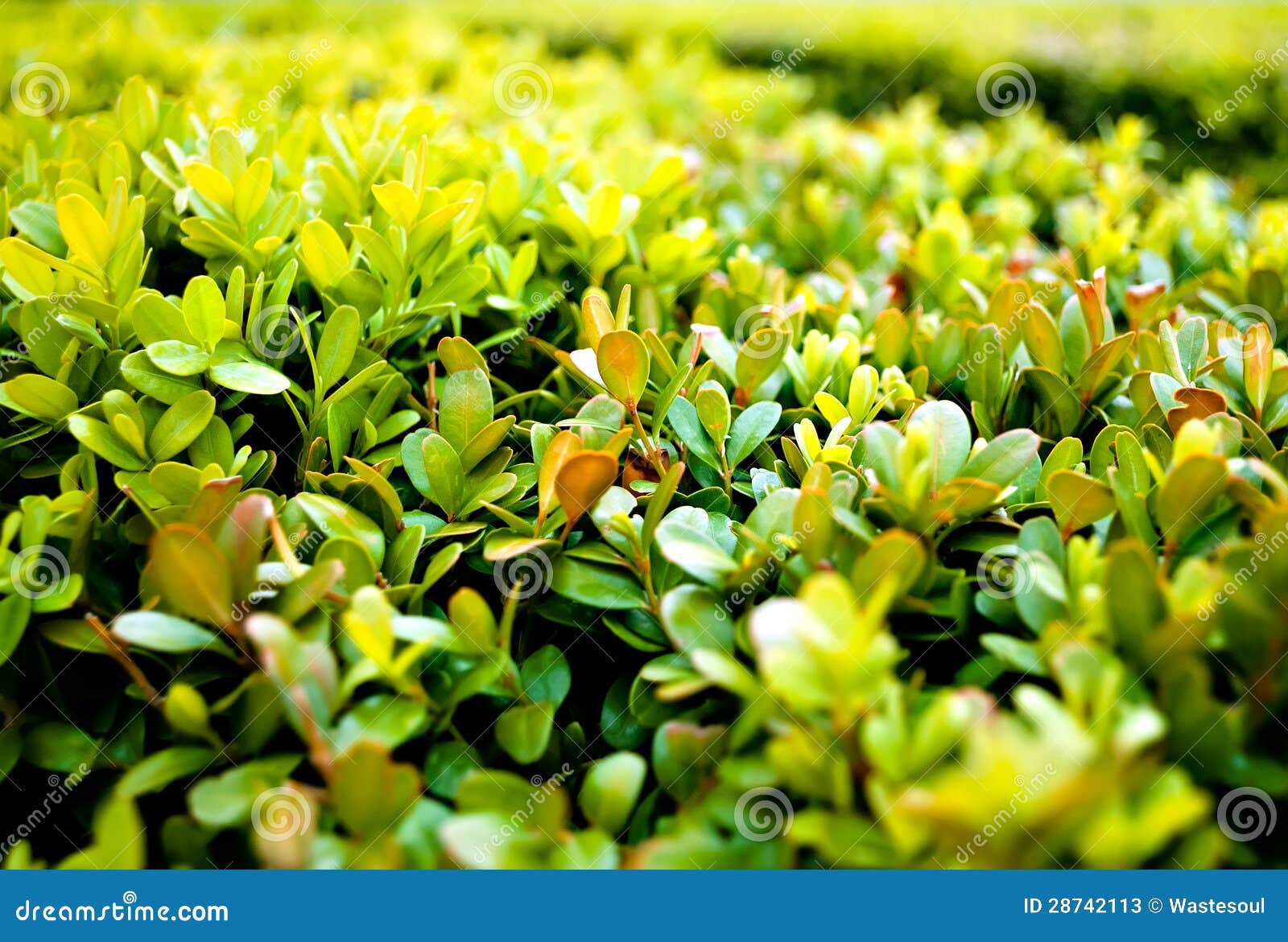 Green Bush stock image. Image of botany, macro, boxwood 28742113