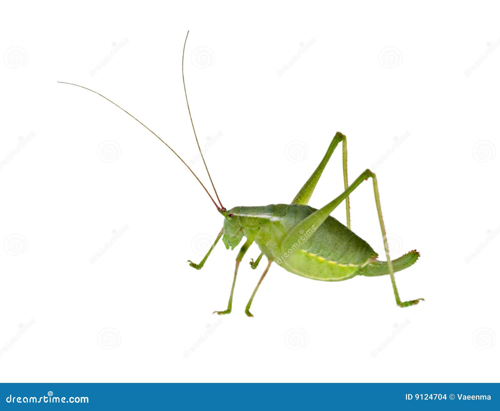 Cricket Pen Stock Photos - Free & Royalty-Free Stock Photos from Dreamstime