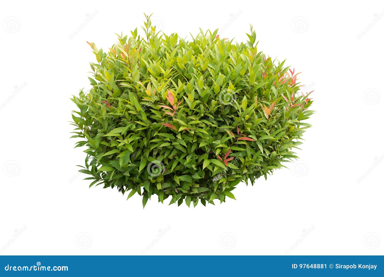 Green bush isolated stock image. Image of landscaping 97648881