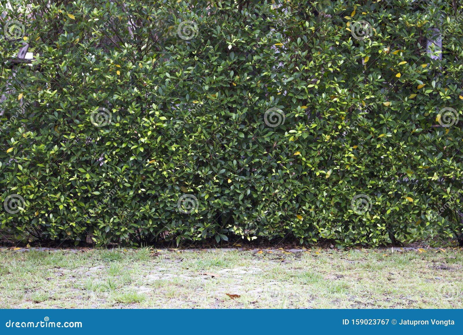Green Bush Wall of Leaves in Garden Stock Image - Image of park, bush ...