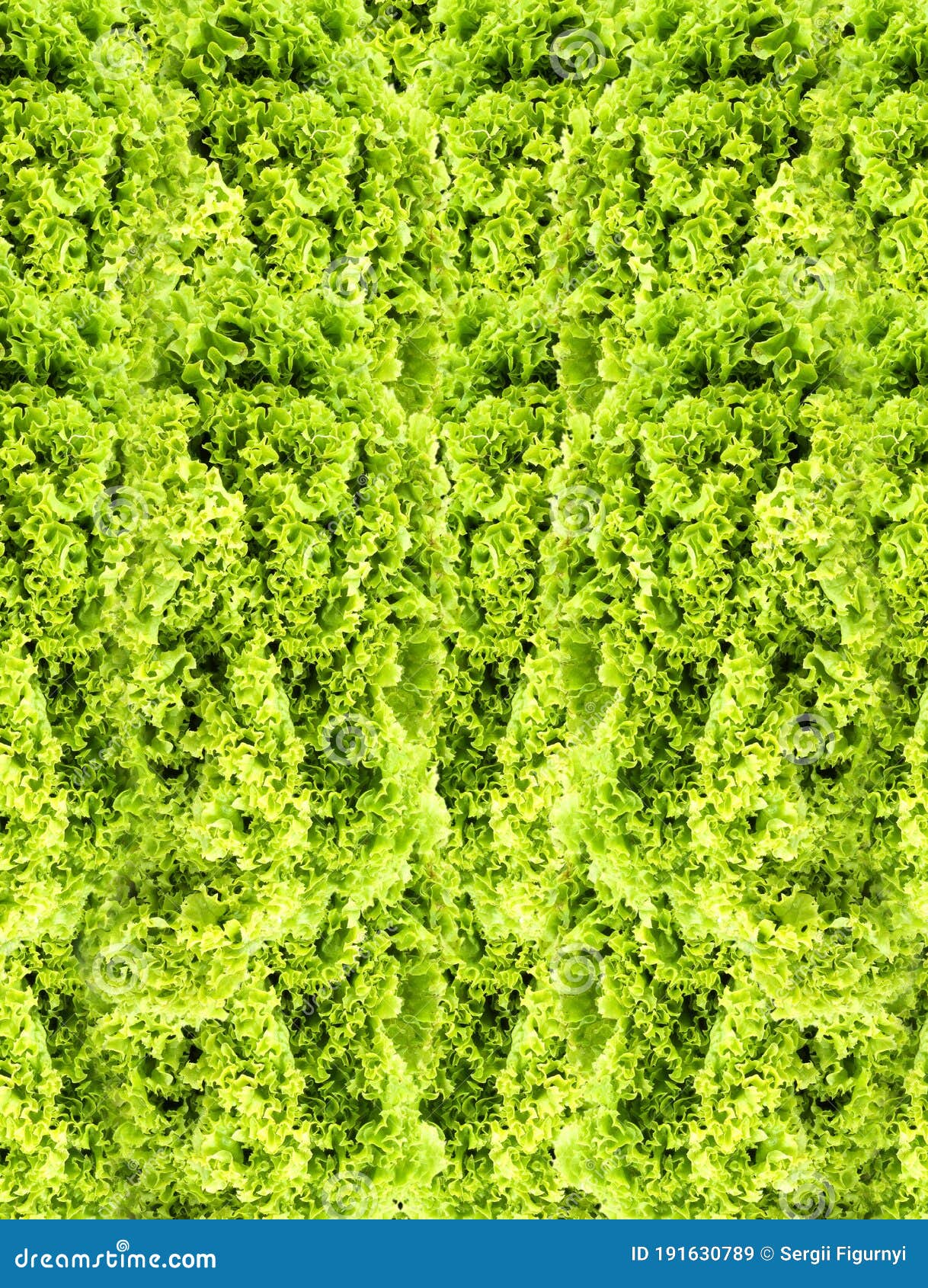 Green butter Lettuce stock image. Image of healthy, green 191630789