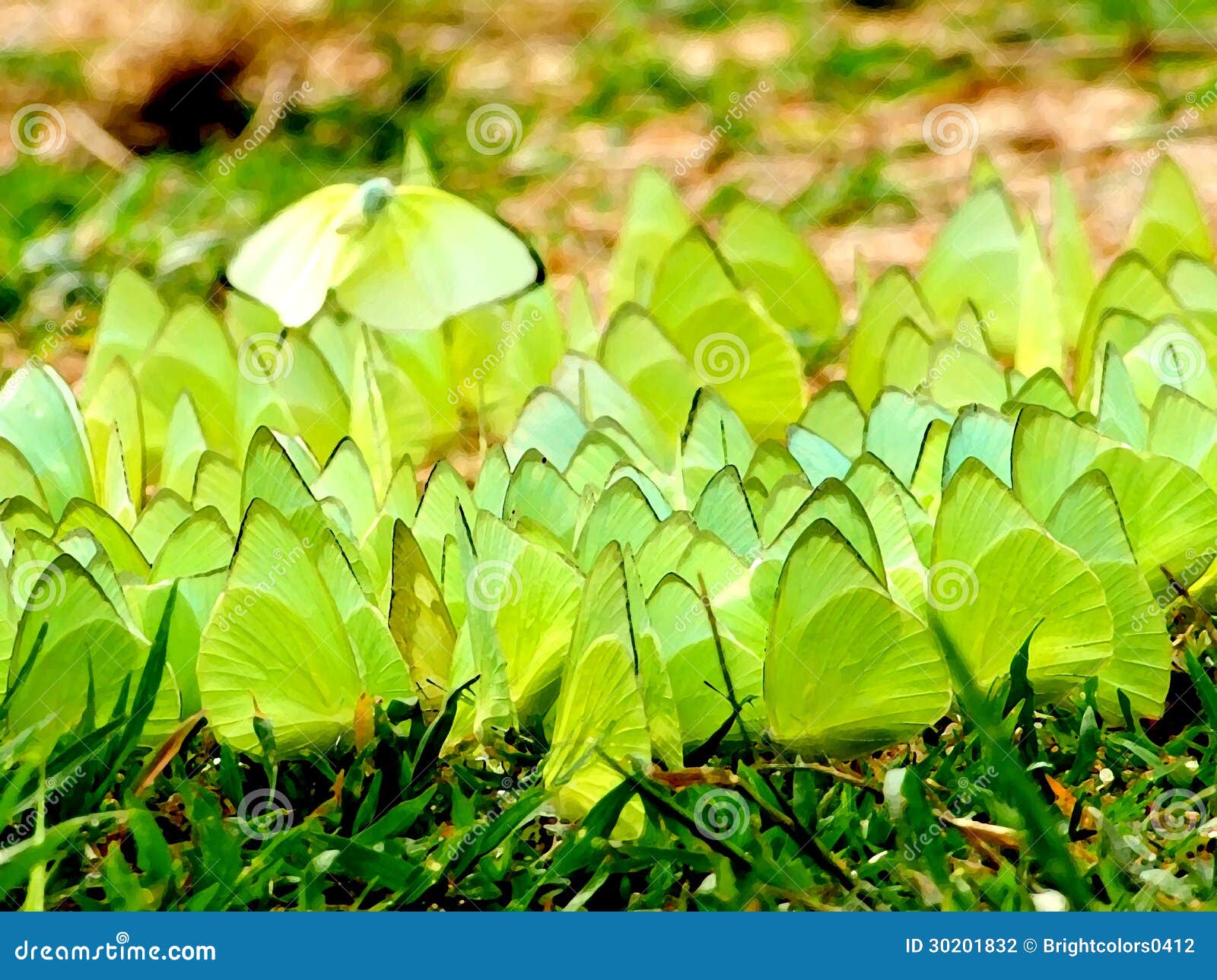 Green Butterflies stock photo. Image of insect, wallpaper 30201832