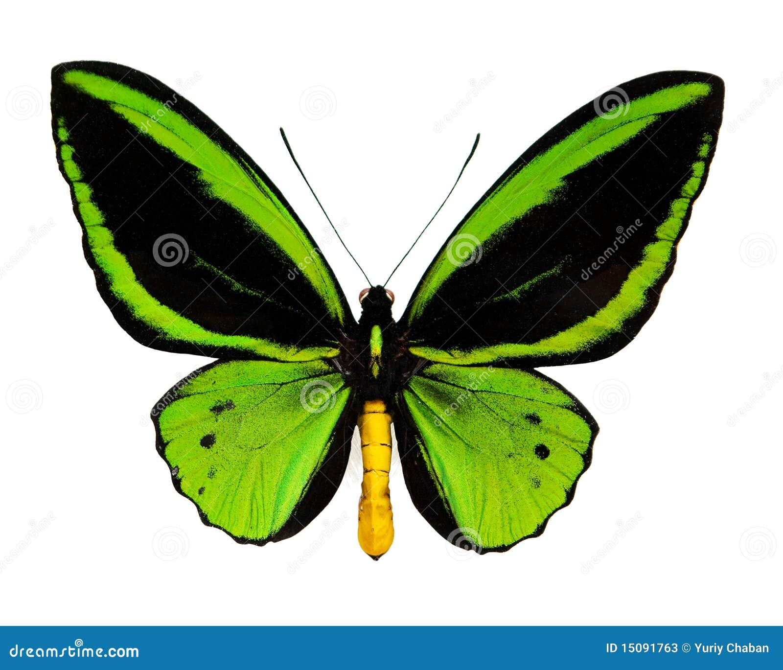 green butterflies images